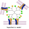 Ying Luo makes progress in bio-material function studies
