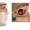 Professor Qiushi Ren’s research on reading pixelized paragraphs of Chinese characters using simulated prosthetic vision